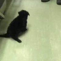 後ろ足が動かなかった