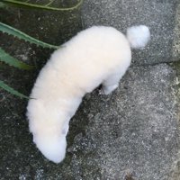 「これは犬なの？」