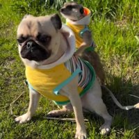 ミーアキャットを背中に乗せている犬