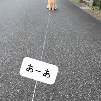 散歩を拒否する大型犬