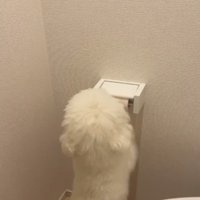 トイレットペーパーホルダーの前で立ち上がっている犬