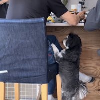 足元でおねだりする犬