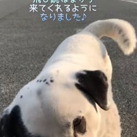 顔を近づける野良犬