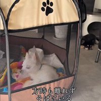 こはく君とここまるちゃんの家族愛5