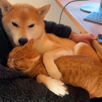 猫を舐める柴犬