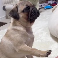 飼い主を見つめながらお手の練習をする子犬