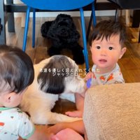 双子ちゃんと遊ぶ犬