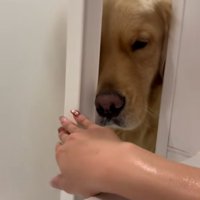 どうしても入りたいドドくん