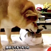 猫の頭を舐める犬