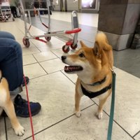 ナラちゃん＆ソラくんとママの再会7