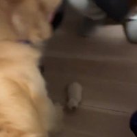 3匹の初対面は…