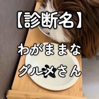 ご飯を食べないパンちゃん4