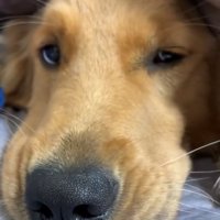 布団の中で眠そうな犬のアップ