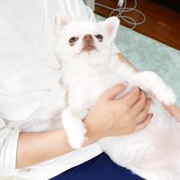 ヤキモチを妬くコハクくん⑩