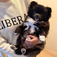 胸辺りだけ白毛です