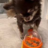 もう一度おやつを出すこげまる君