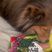 赤ちゃんに顔を近づける犬