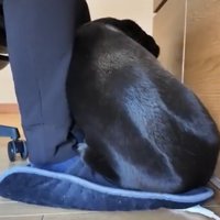 椅子の足元で丸くなっている犬