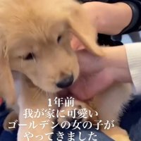 膝の上の子犬