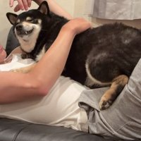 背中を撫でてもらい気持ちよさそうな顔をする黒柴