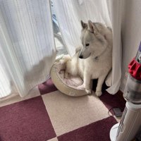 猫の圧にも屈しない