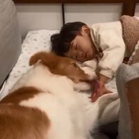 息子さんの手を舐めるラスカルくん