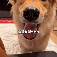 ママさん旅行中のラッキーくん6