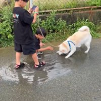 水たまりで遊ぶスズちゃんたち6