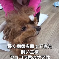 ボサボサの犬