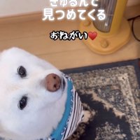 上目遣いの犬