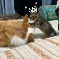 前足でコーギーを踏む子猫