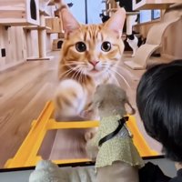 ノア姫、ヒートアップ！