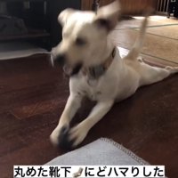 頭を激しく振る犬