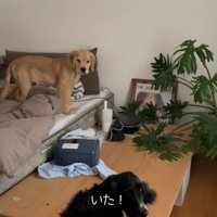 立ち入り禁止の2階でるこる君を発見