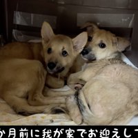 震えるセンとハク