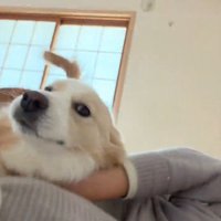 飼い主の上に乗るボーダーコリー