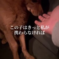 投稿者の手に鼻を近づける犬