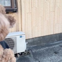 車の方を見て鳴き声をあげる犬