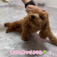 床に寝そべりながら撫でられるトイプードルのパピー