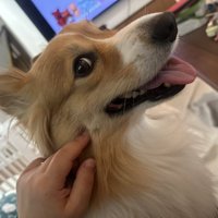ニコニコ