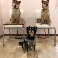 柴犬よりも大きい！！