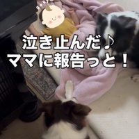 赤ちゃんを見守る2匹の犬