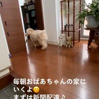 新聞を届けるワンコ