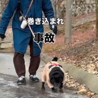 持ち直して歩き出すパグ