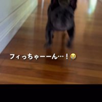 室内を走る犬