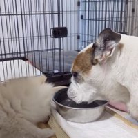 ミルクちゃん「こうするのよっ」