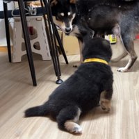 お母さん犬が見守っています