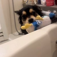 「これで遊んで♪」