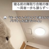 ベッドで寝ようとする犬