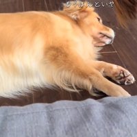 嫌がるイヴちゃん